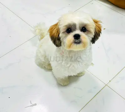 Adorable 6-Month-Old Shih Tzu – Vaccinated & Microchipped