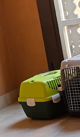 Small pet carrier (cat/small dog) - good condition green colour