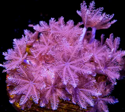 Clapping xenia coral