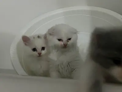 Two fluffy kittens available for adoption