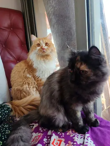 Cats for free adoption