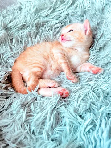 Kitten for adoption