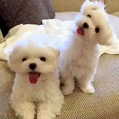 Teacup Maltese Puppies For Adoption