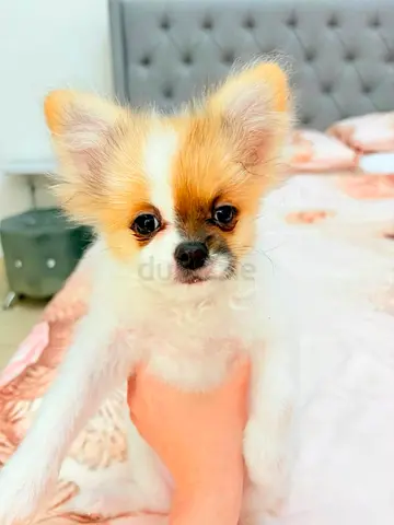 Young long-haired puppy looking for a new home