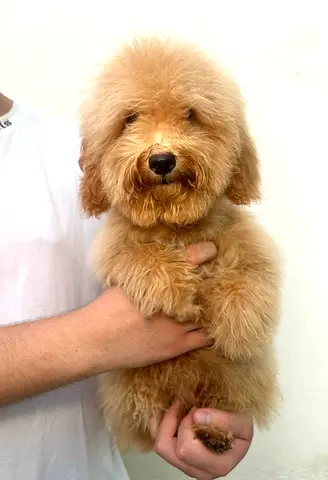 Poodle puppy