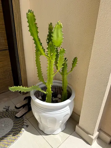 Cactus with Decorative Ceramic Pot