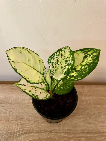Aglonema - Small