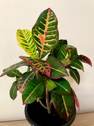 Croton Plant