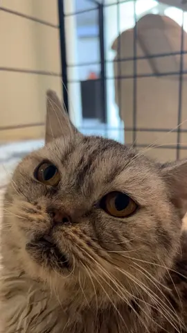 Cat for adoption for free