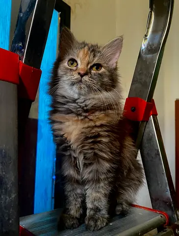 Free adoption