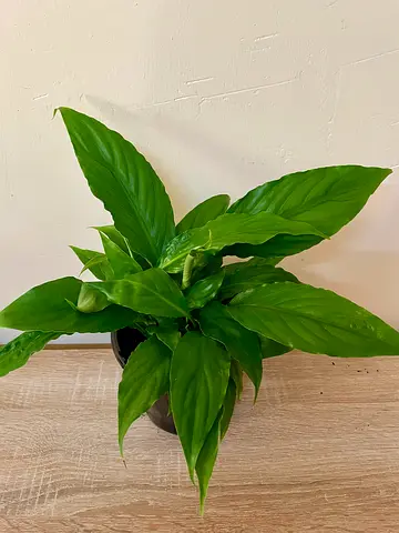 Peace lily - Medium