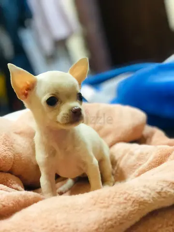 Tea cup Chihuahua for adoption