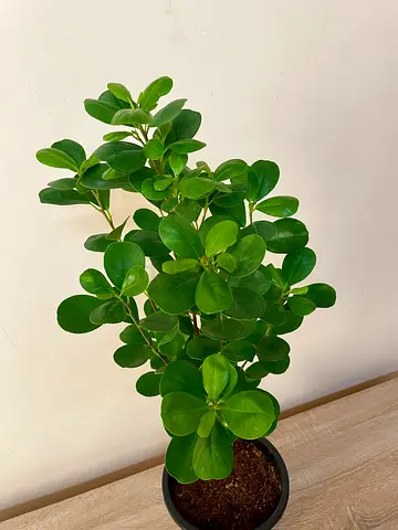 Ficus Microcarpa
