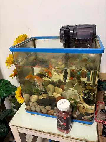 Small home aquarium with fishes and filter rocks and fish food and filter and decorations