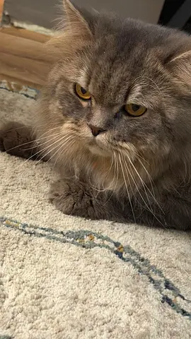 Persian kind male cat, 2 years old and neutered, for forever home.