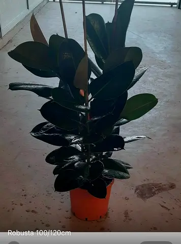Ficus Elastica 'Robusta' (Rubber Plant) 130 cm