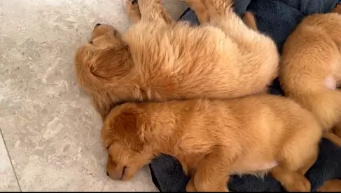 Golden Retriever puppies for adoption