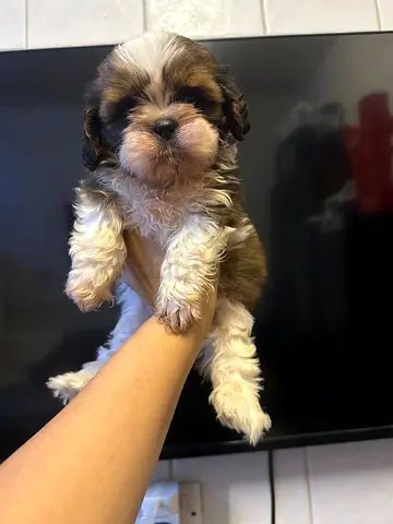 Cute Shih Tzu Puppy, playful and healthy is looki g foe a new home
