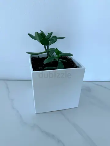 Healthy Money Tree with Designer Pot 🌿