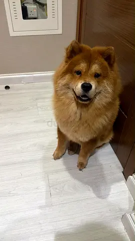 Adopt chow chow
