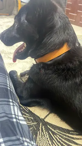 Friendly black dog looking for a new home – about 9 months old, Black German Shepherd.