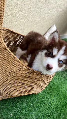 2-month-old Siberian Husky puppy with blue eyes