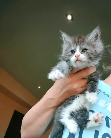 Maine $%&! Kittens