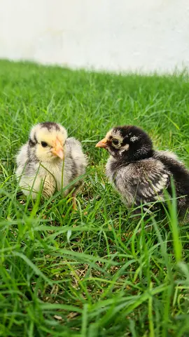 Show quality Chickens & Roosters