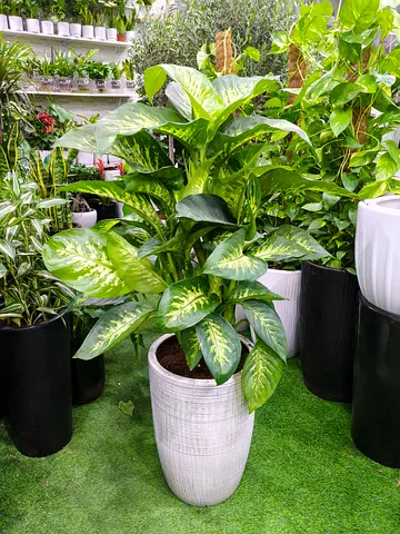 Dieffenbachia Indoor Plant 110cm – Elegant Large House Plant