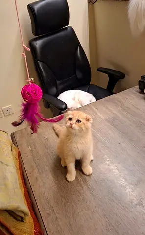 Cute kitten ready fot new home