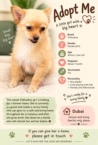 Female Chihuahua puppy - pregnant, vaccinated, ready for loving home (Dubai) with passport and all