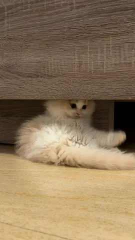 KITTEN FOR ADOPTION