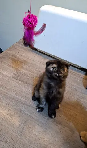 Sweat little kitty ready available for adoption