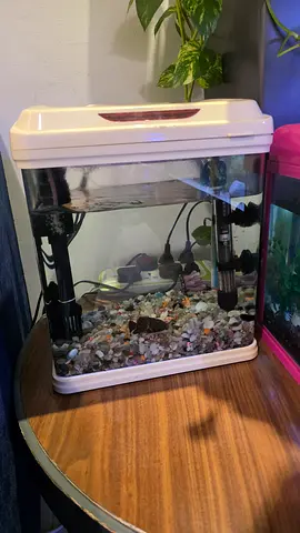 Small freshwater aquarium tank with filter and decorations