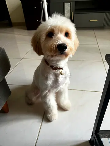 9 months old cockapoo