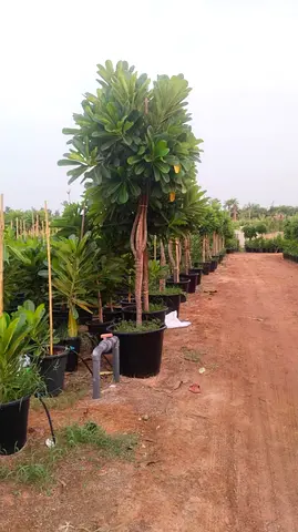 Palmeria big tree I’m selling plants in doors and outdoor doors home delivery free