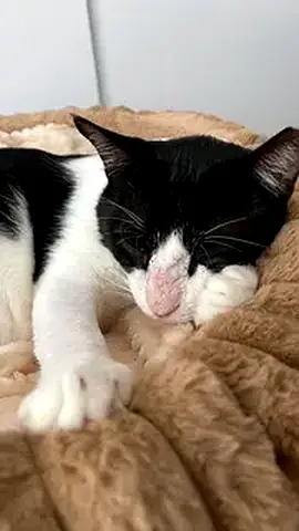 FREE ADOPTION - Urgent! Help Mike! Rescued black-and-white handsome Boy for Adoption or Forster