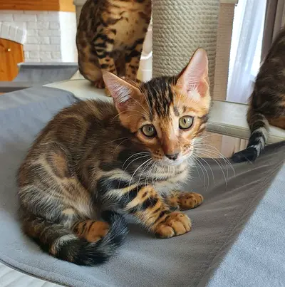 Bengal kittens