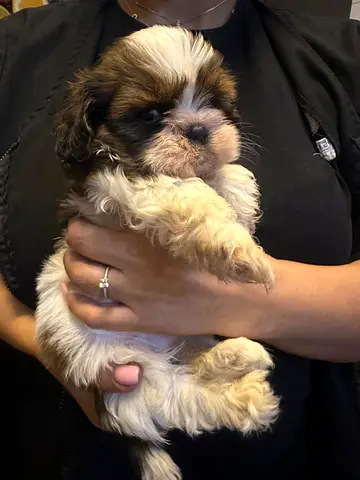 Cute Shih Tzu Puppy - helathy and adorable Ready for New Home