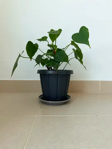 Beautiful Healthy Anthurium Plant with Pot 🌿