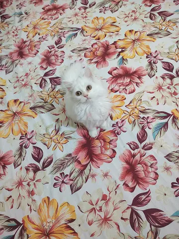 Pure White Persian Kittens