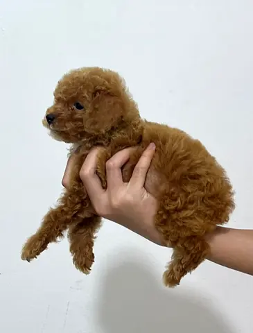 Tiny Toy Poodle Puppy - Brown is ready for new home