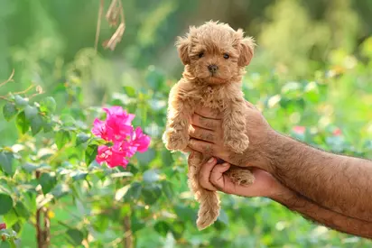 Maltipo puppies - playful and friendly