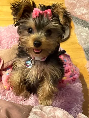 Yorkie puppy