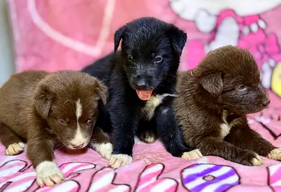⭐ Eight lovely Labrador puppies ⭐ very young, ready to leave home