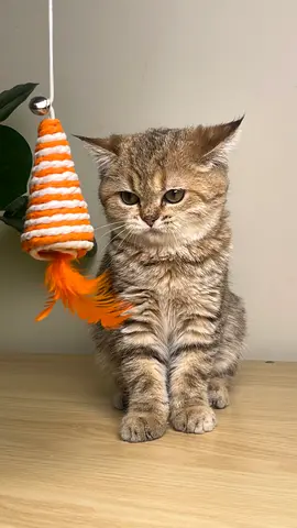 British shorthair golden