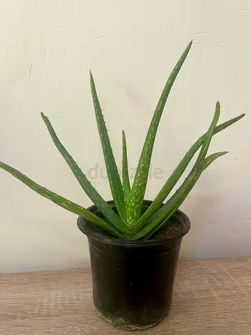 Aloe vera (small)