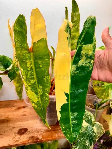 Variegated Billietiae . 6 leaves. Aed850/-. Pickup from financial center metro station. Delivery can