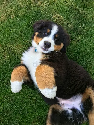 Bernese Mountain puppy