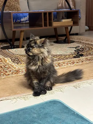 Fluffy Cats for Adoption